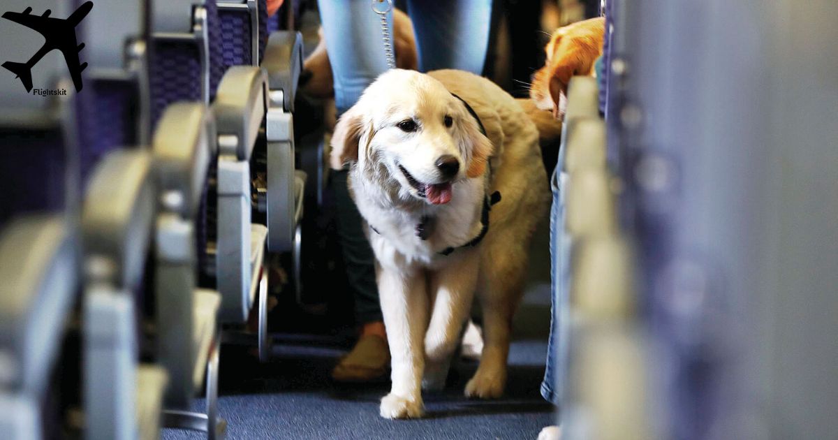 Traveling with Pets on Air Canada at BOS Airport

