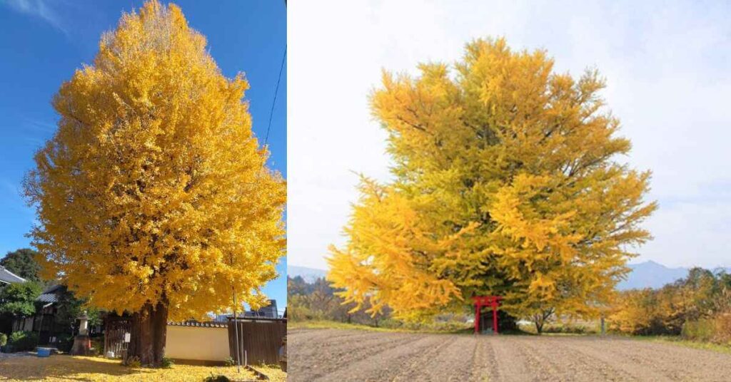 Ginkgo Trees