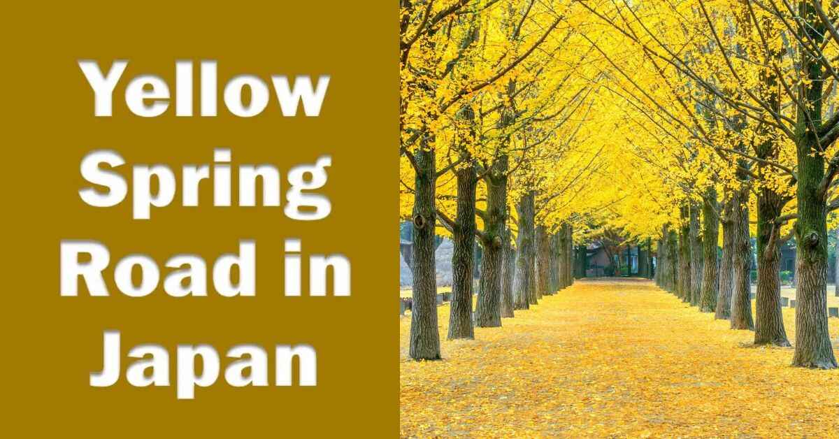 Yellow Spring Road Japan: A Must-Visit Destination You'll Love in 2024